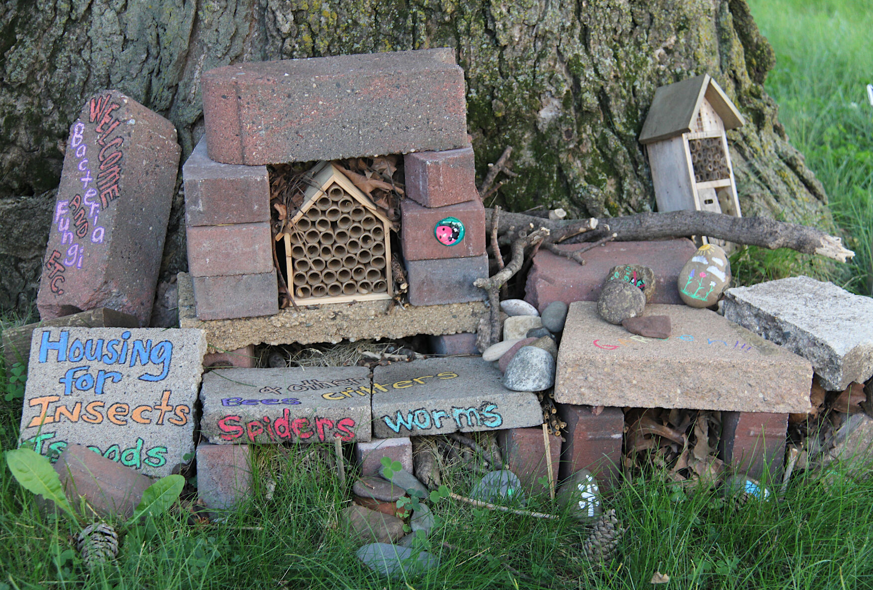 bee-lawn-3951-invertebrate-inn-overview.jpg